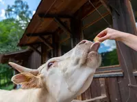 Kuh wird gefüttert vor Stall