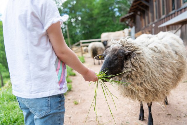 Kind mit Schaf beim Füttern draußen