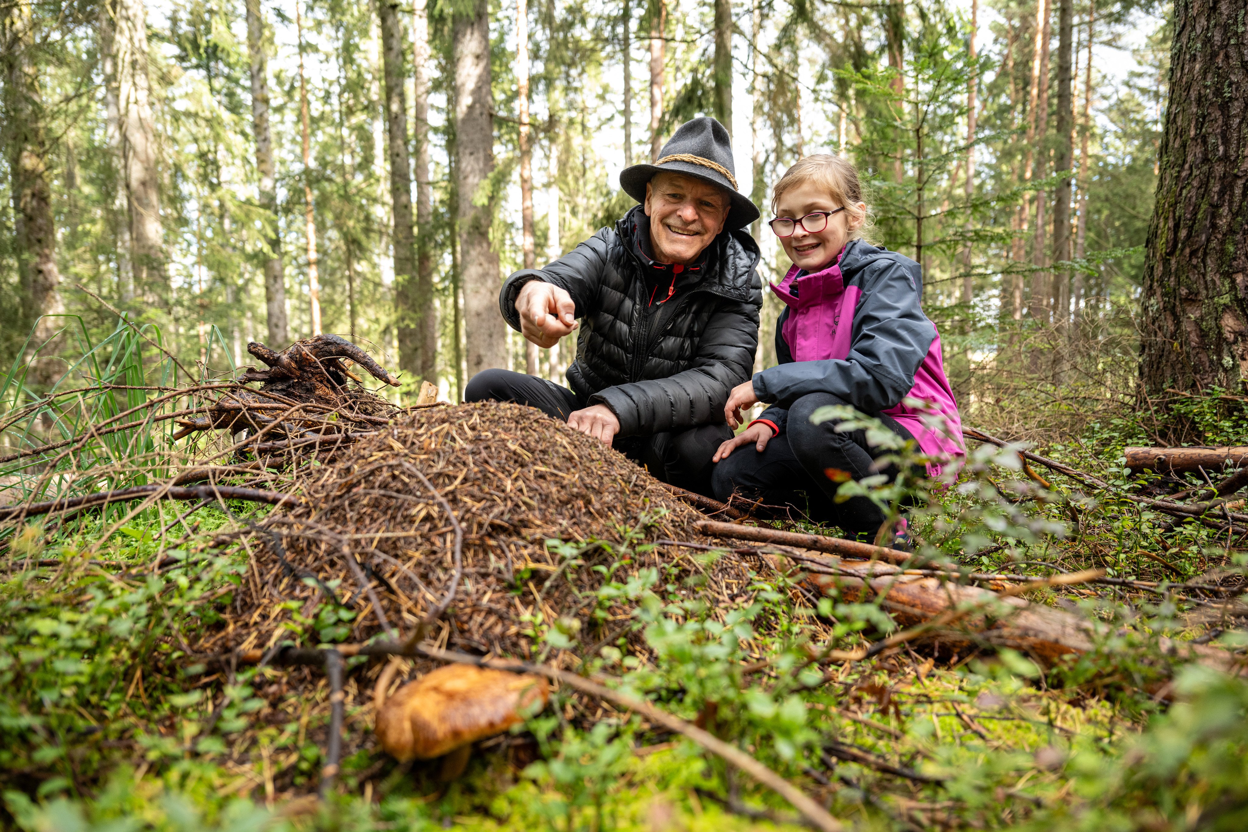 Erwachsener und Kind beobachten einen Ameisenhaufen auf dem Erlebnisweg im Wald.